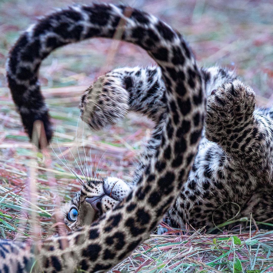 Best toy - Young, Leopard, Big cats, Cat family, Predatory animals, Wild animals, wildlife, Reserves and sanctuaries, Masai Mara, Africa, The photo, Tail