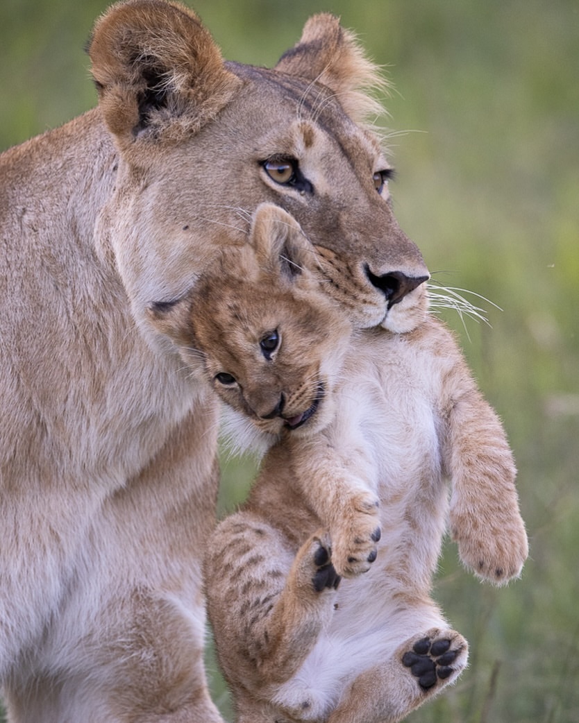 Mom, where are we going? - Lion cubs, Lioness, a lion, Big cats, Cat family, Predatory animals, Wild animals, wildlife, Reserves and sanctuaries, Africa, The photo