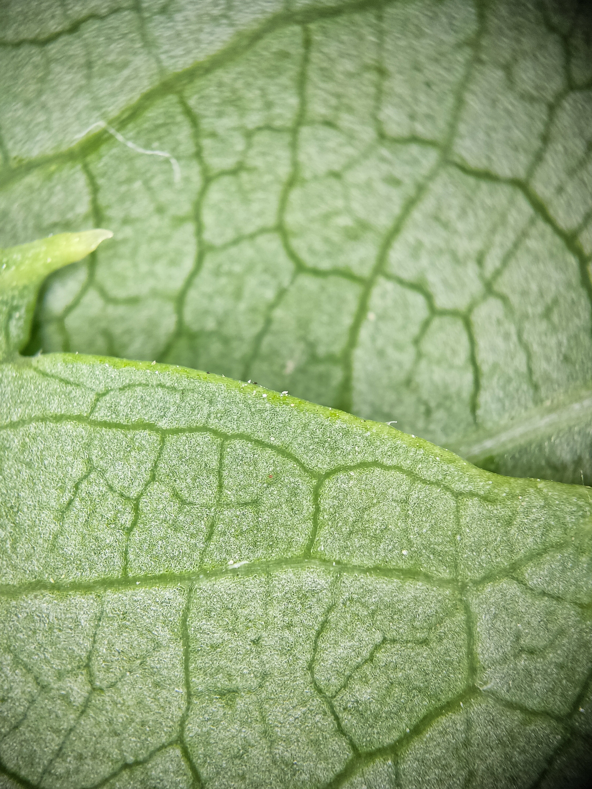 Photo project Let's take a closer look post No. 49. Maiden grapes - My, Bloom, Macro photography, Nature, The photo, Microfilming, The nature of Russia, Plants, Longpost