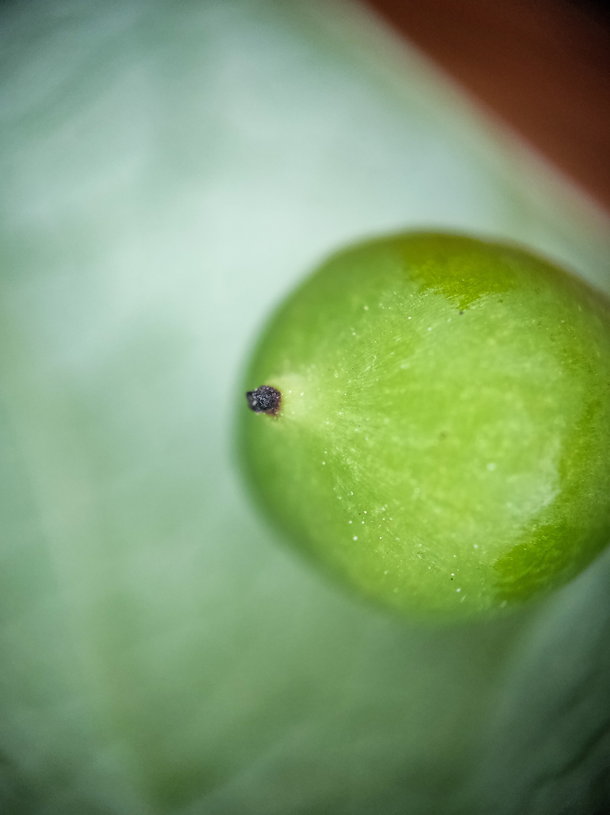 Photo project Let's take a closer look post No. 49. Maiden grapes - My, Bloom, Macro photography, Nature, The photo, Microfilming, The nature of Russia, Plants, Longpost