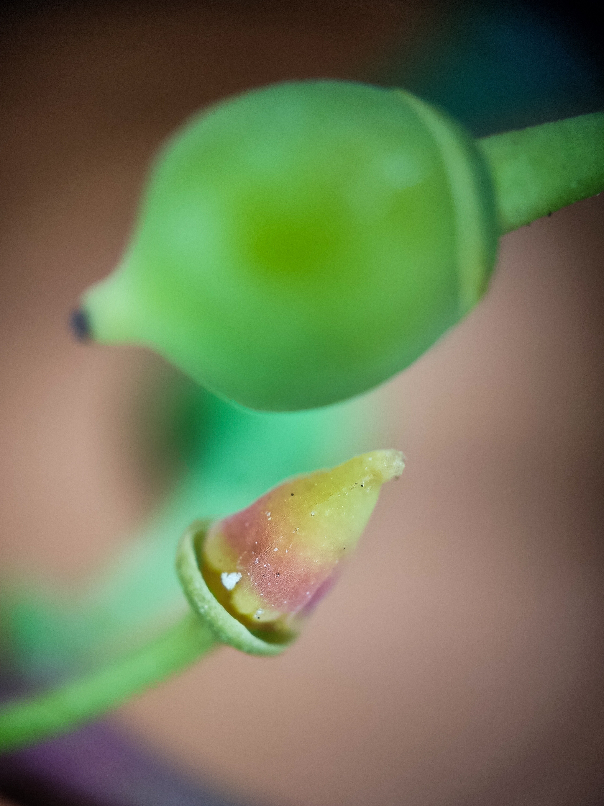 Photo project Let's take a closer look post No. 49. Maiden grapes - My, Bloom, Macro photography, Nature, The photo, Microfilming, The nature of Russia, Plants, Longpost