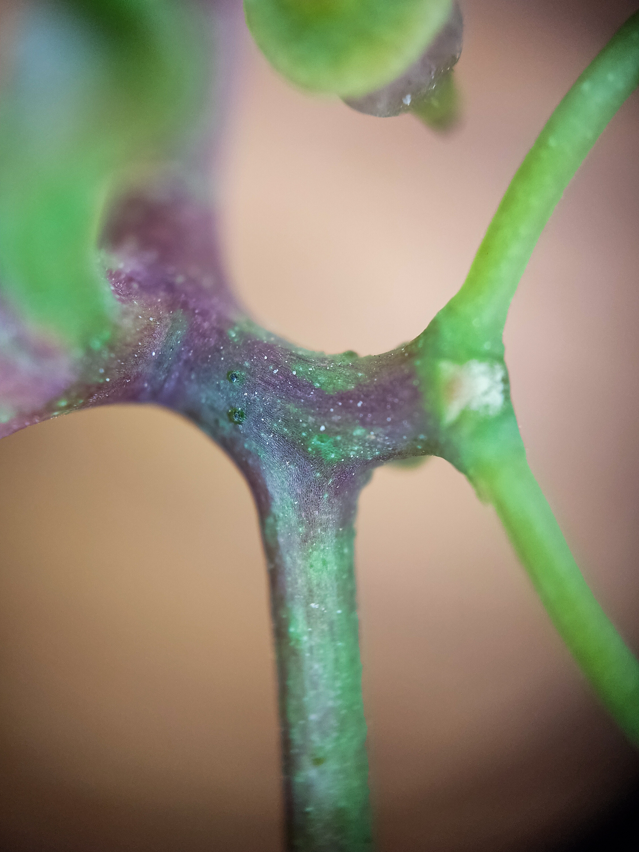 Photo project Let's take a closer look post No. 49. Maiden grapes - My, Bloom, Macro photography, Nature, The photo, Microfilming, The nature of Russia, Plants, Longpost