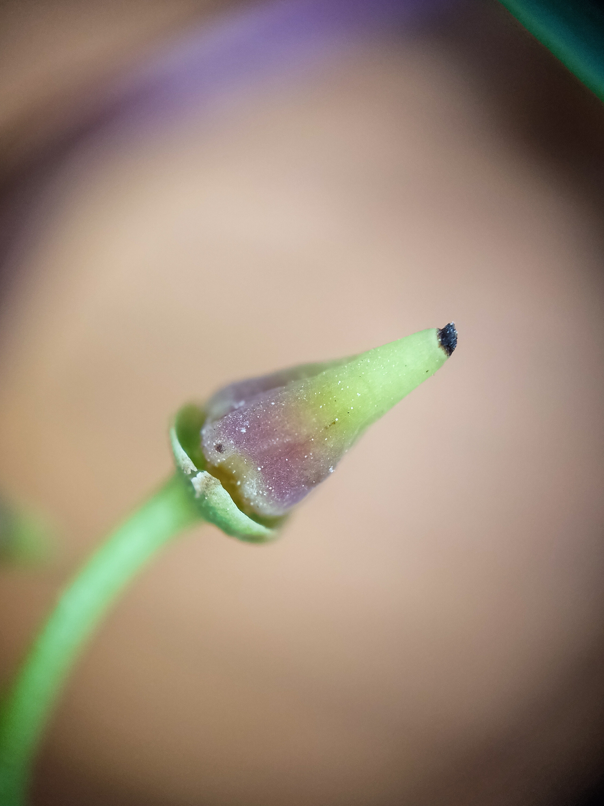 Photo project Let's take a closer look post No. 49. Maiden grapes - My, Bloom, Macro photography, Nature, The photo, Microfilming, The nature of Russia, Plants, Longpost