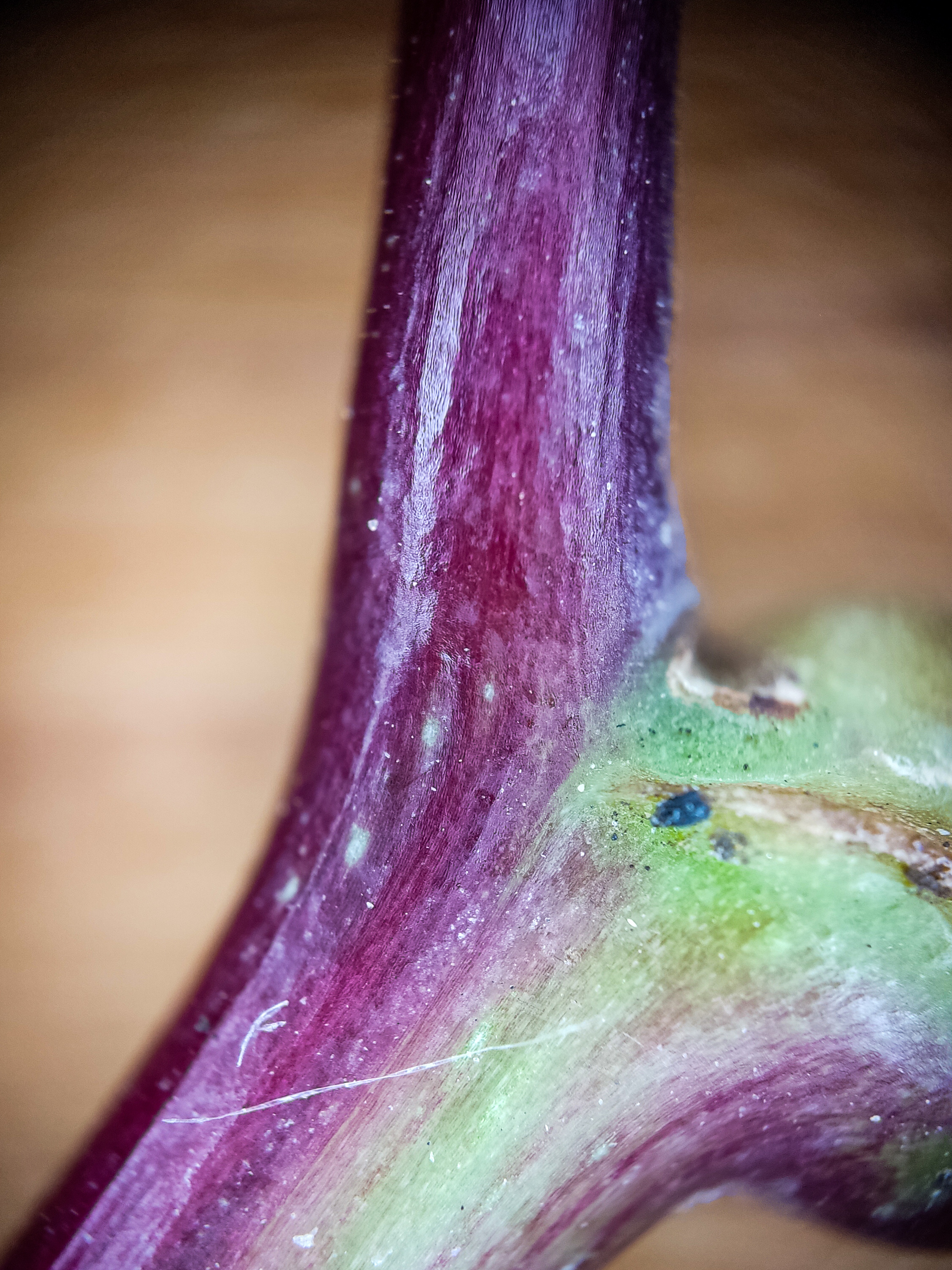 Photo project Let's take a closer look post No. 49. Maiden grapes - My, Bloom, Macro photography, Nature, The photo, Microfilming, The nature of Russia, Plants, Longpost