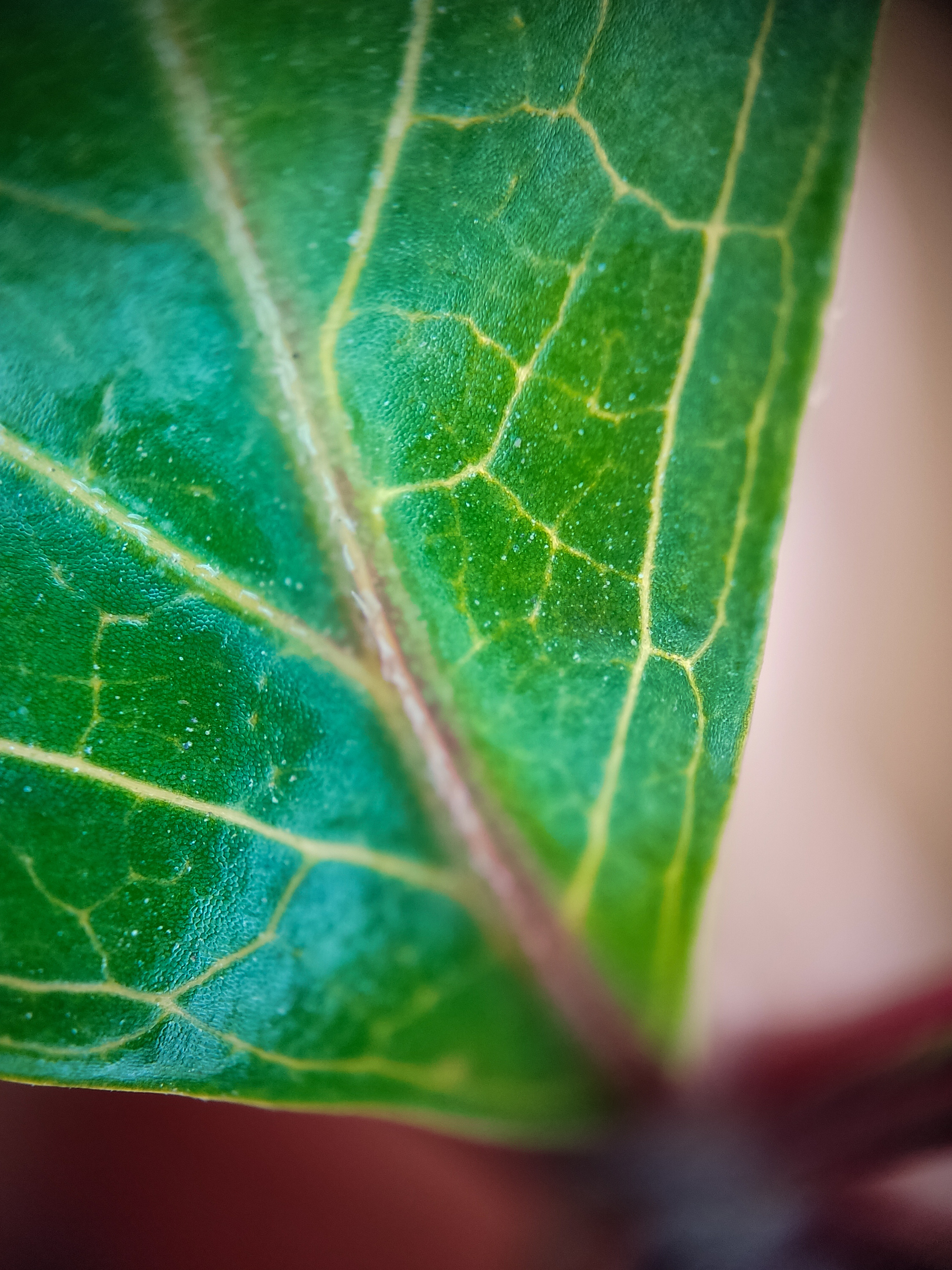 Photo project Let's take a closer look post No. 49. Maiden grapes - My, Bloom, Macro photography, Nature, The photo, Microfilming, The nature of Russia, Plants, Longpost