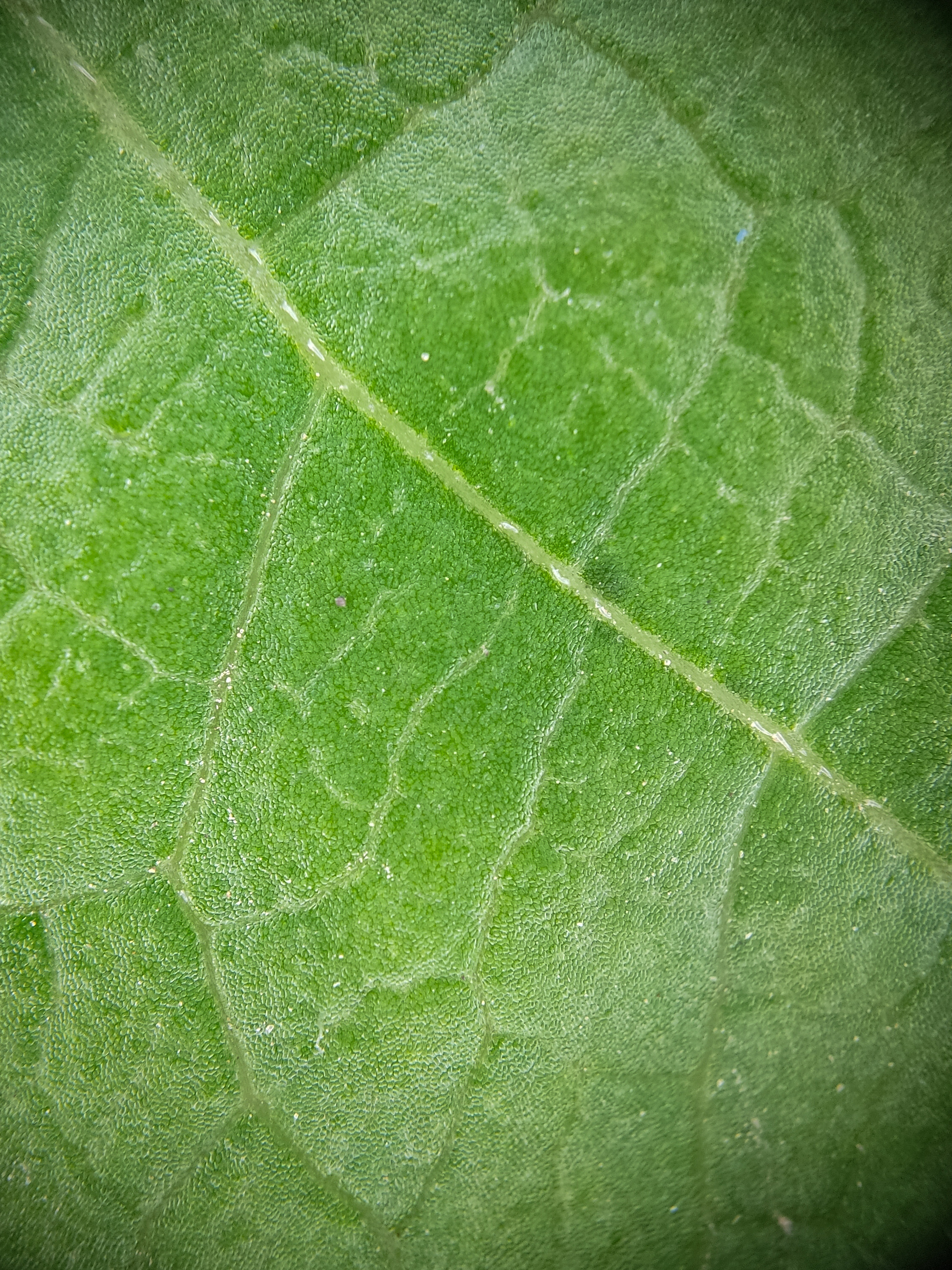 Photo project Let's take a closer look post No. 49. Maiden grapes - My, Bloom, Macro photography, Nature, The photo, Microfilming, The nature of Russia, Plants, Longpost