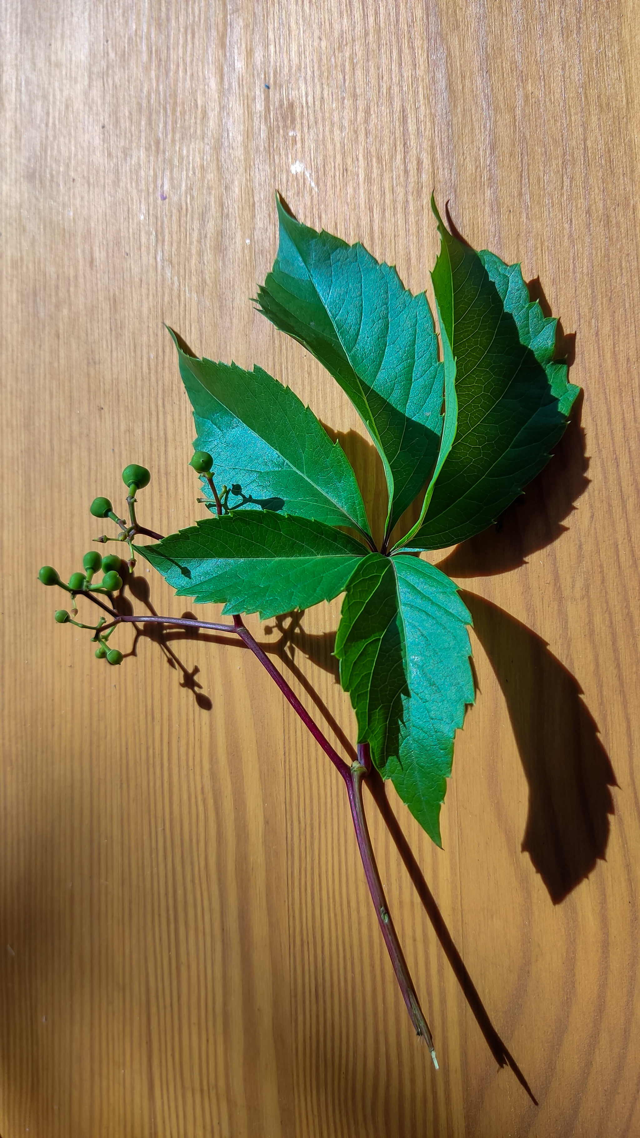 Photo project Let's take a closer look post No. 49. Maiden grapes - My, Bloom, Macro photography, Nature, The photo, Microfilming, The nature of Russia, Plants, Longpost