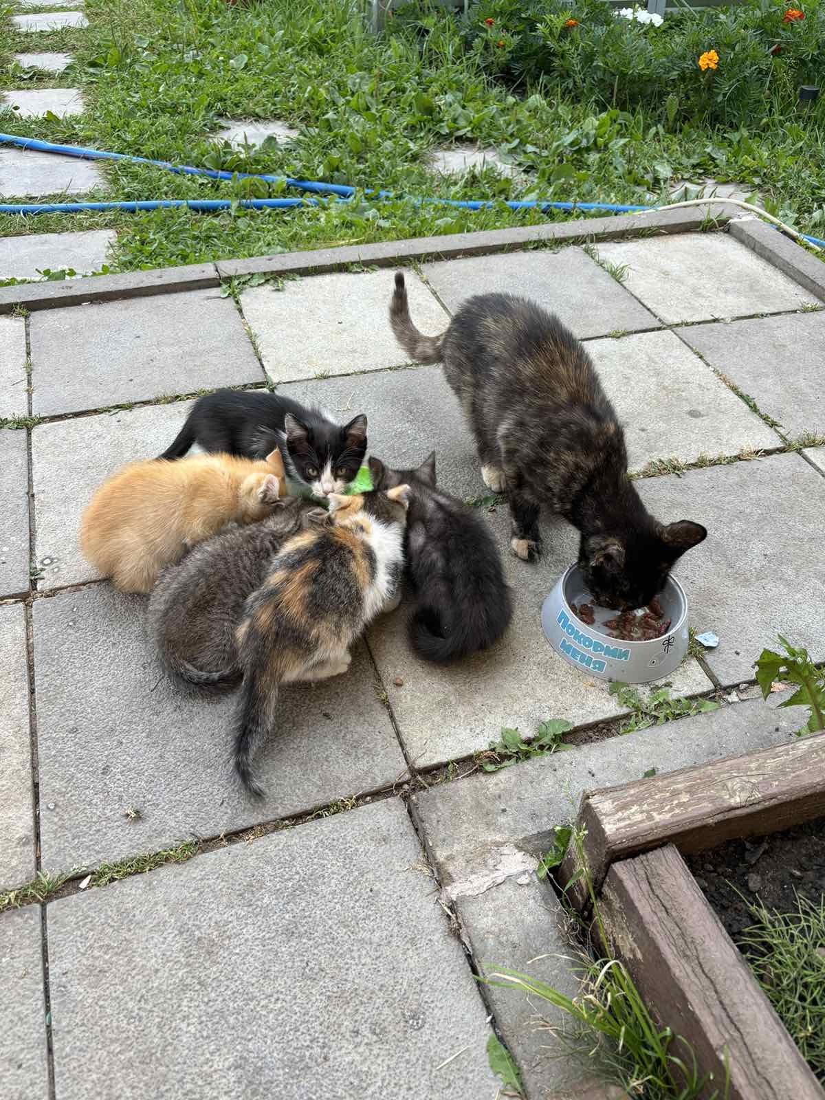 Kittens in good hands - My, Homeless animals, In good hands, Nizhny Novgorod, No rating, Kittens, Longpost, cat