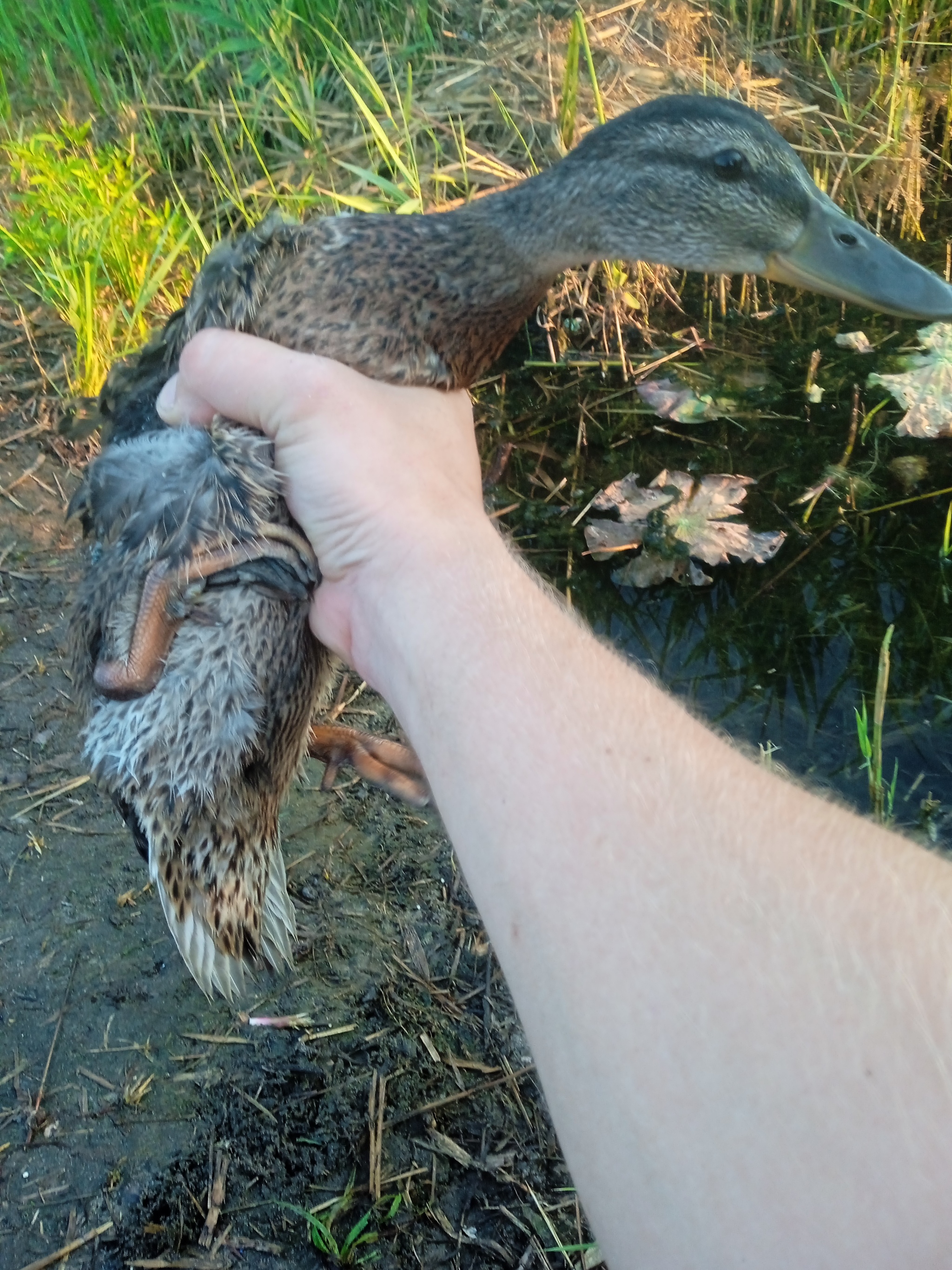 Caught a duckling with a fishing rod - Duck, Fishing, The photo