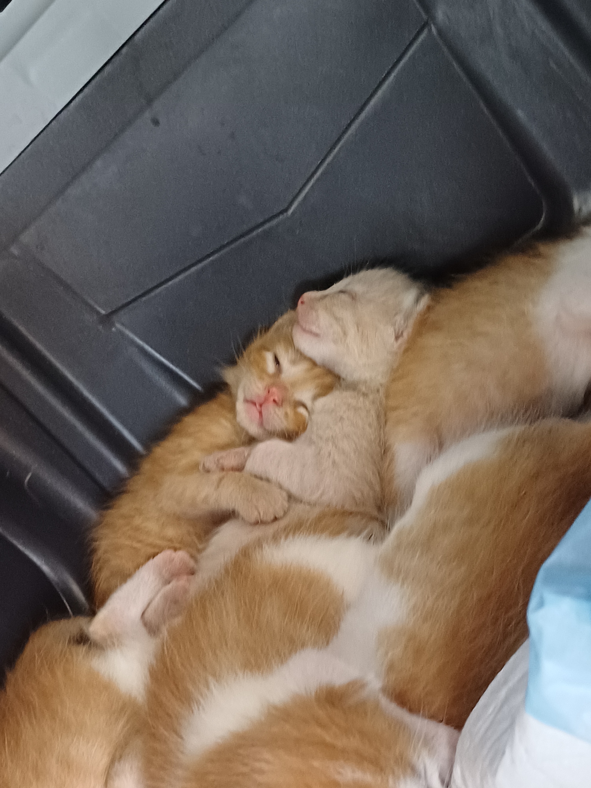 A post about cuteness and kind people - My, Volunteering, cat, Kittens, Milota, Homeless animals, Cat family, Video, Vertical video, Longpost, Special operation