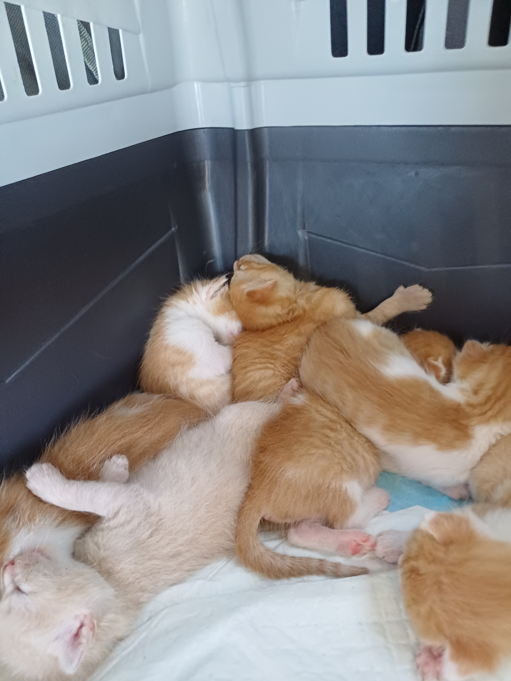 A post about cuteness and kind people - My, Volunteering, cat, Kittens, Milota, Homeless animals, Cat family, Video, Vertical video, Longpost, Special operation