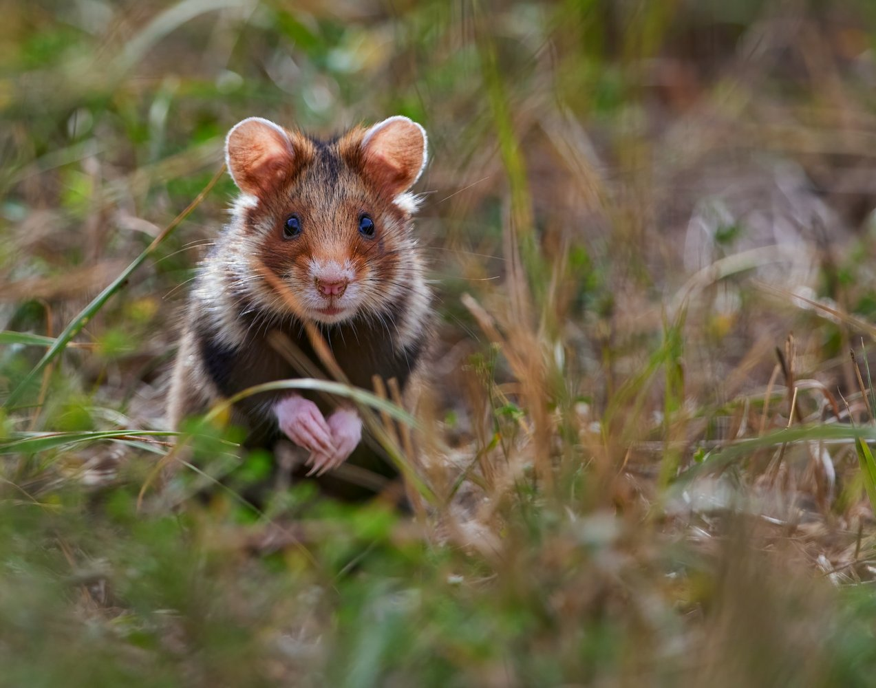 Hamsters are moving - Hamster, Rodents, Germany, Erfurt, Animal Rescue, Wild animals, wildlife, Rare view, Building, Relocation, Expensive