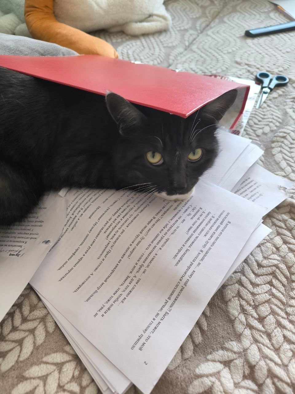 Literary assistant, or “Mistress, stop working!” - My, cat, Writers, Black cat, Manuscript, Work, Author's story, Books