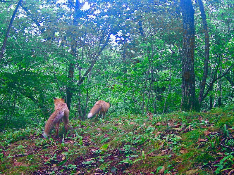 A beautiful couple - Fox, Pair, The photo, Wild animals, Predatory animals, Canines, National park, Land of the Leopard, Primorsky Krai, Phototrap, Telegram (link)