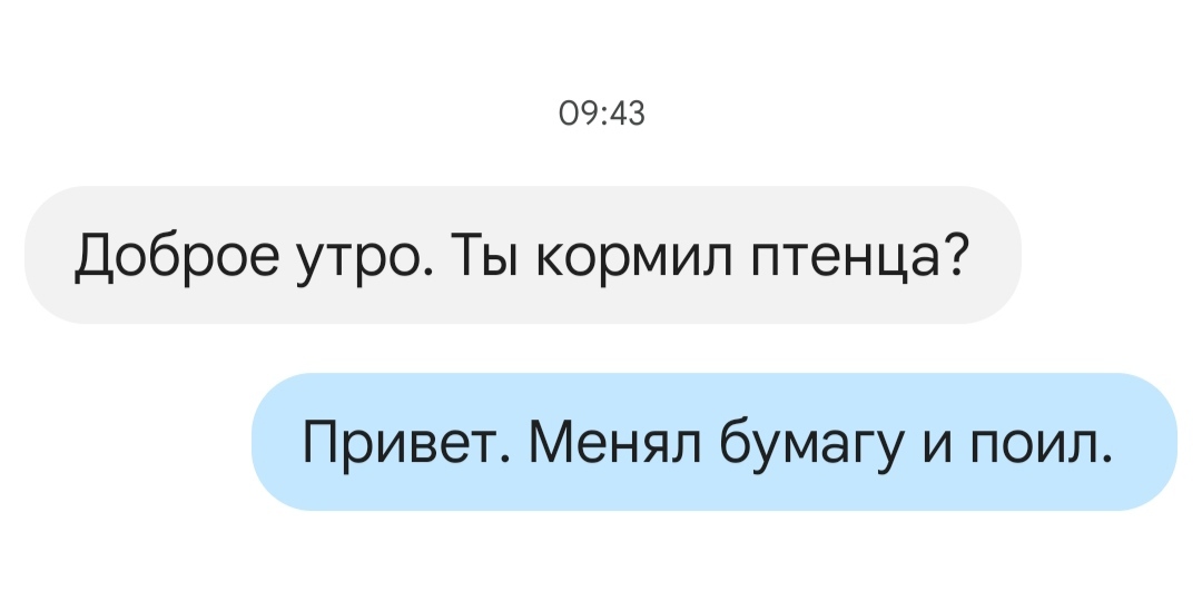 Уход за Альбертом. День первый - Моё, Стриж, Находка, Помощь, Доброта, Передержка, Забота, Видео, Вертикальное видео, Мат, Длиннопост