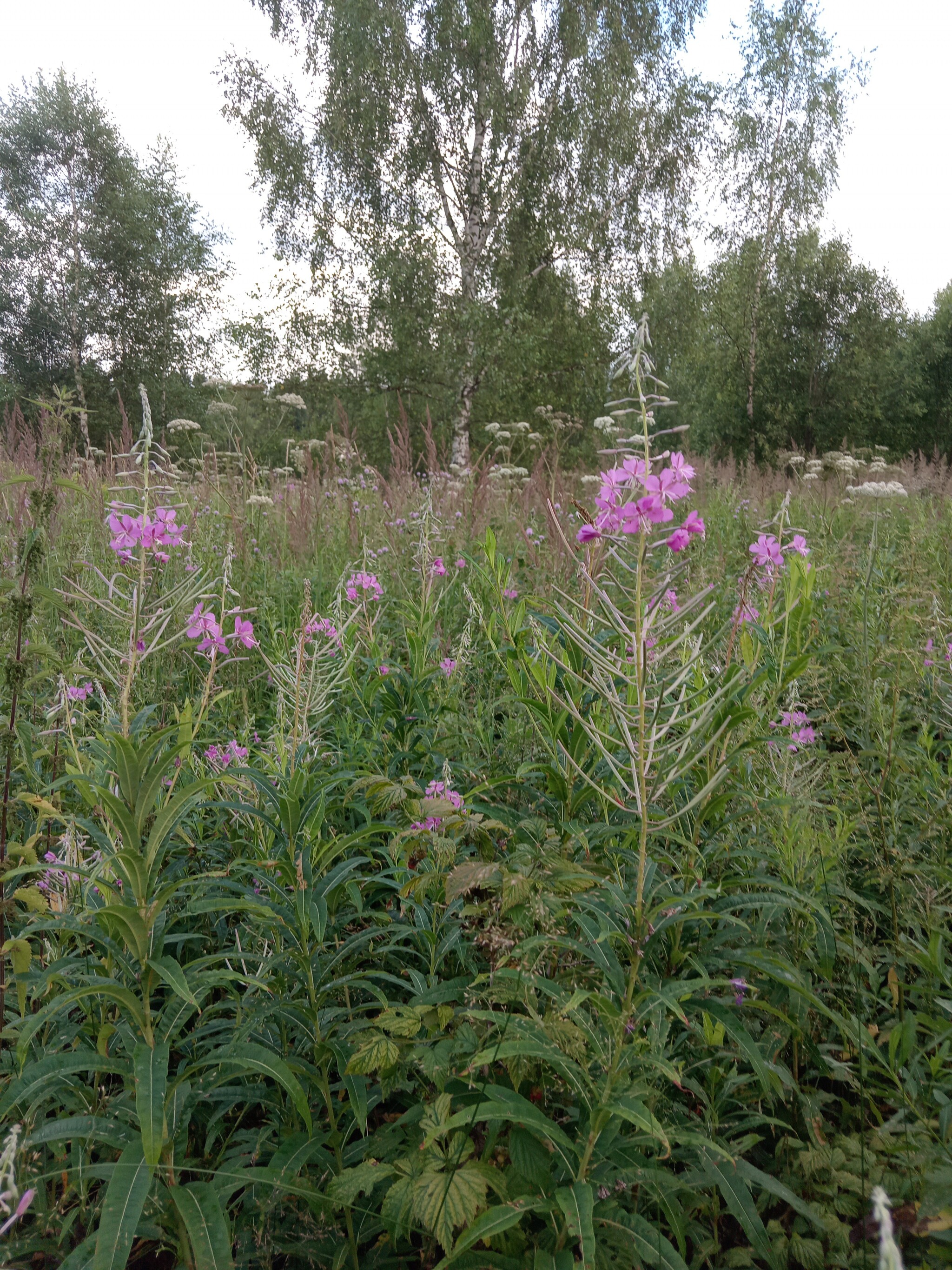 Hi all! - My, Nature, Relaxation, A life, Longpost, Skufs