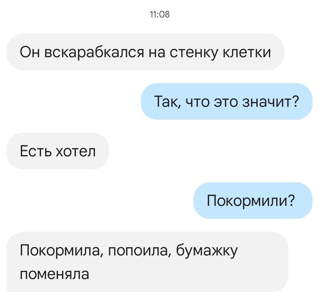 Уход за Альбертом. День первый - Моё, Стриж, Находка, Помощь, Доброта, Передержка, Забота, Видео, Вертикальное видео, Мат, Длиннопост