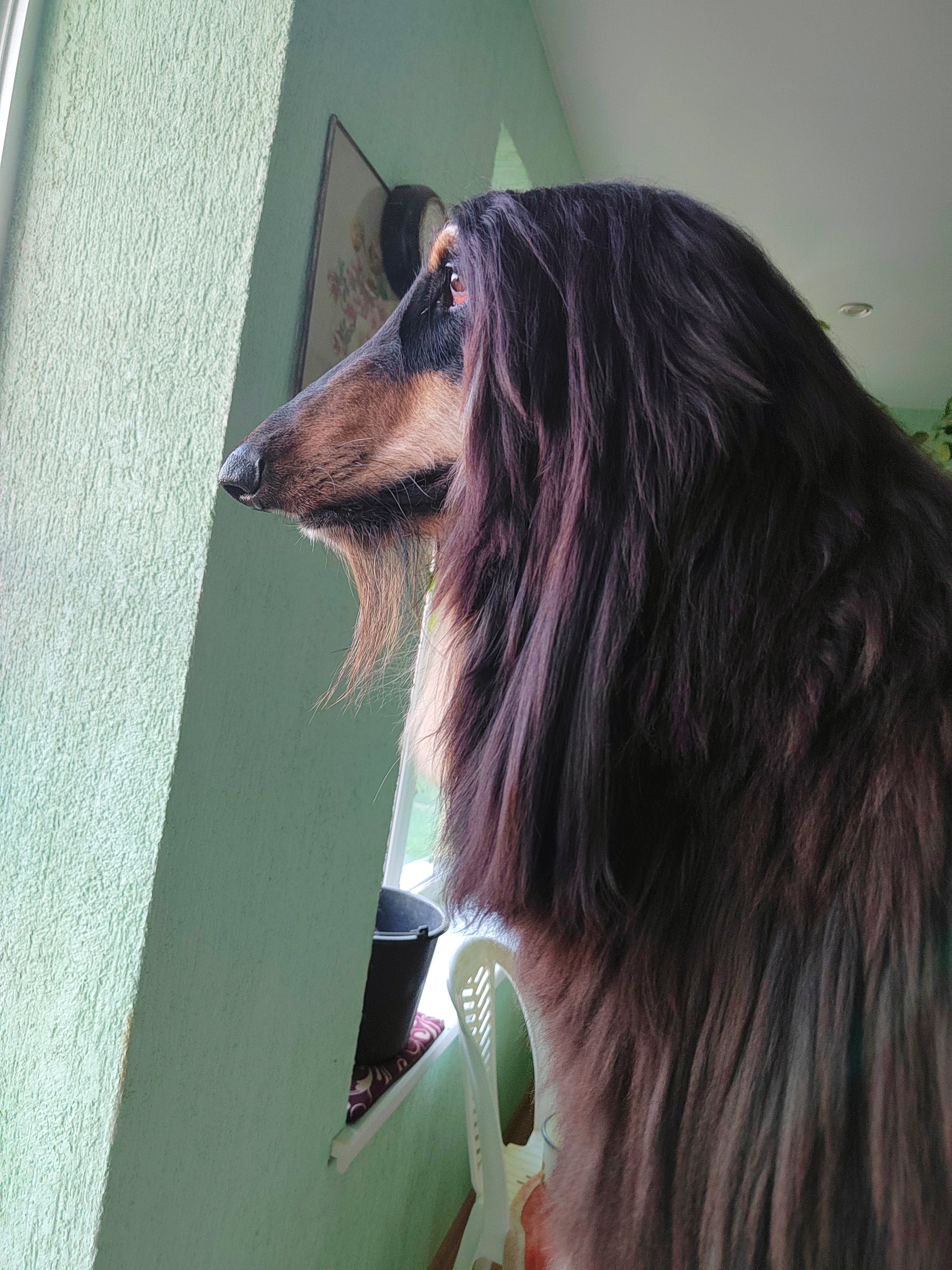 Life with an Afghan, or “I went through the Afghan war” - My, Pets, Dog, Afghan hound, Longpost