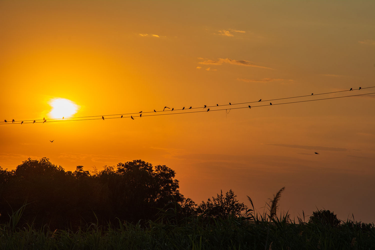 Посиделки... - Моё, Фотография, Nikon, Природа, Пейзаж, Закат, Птицы