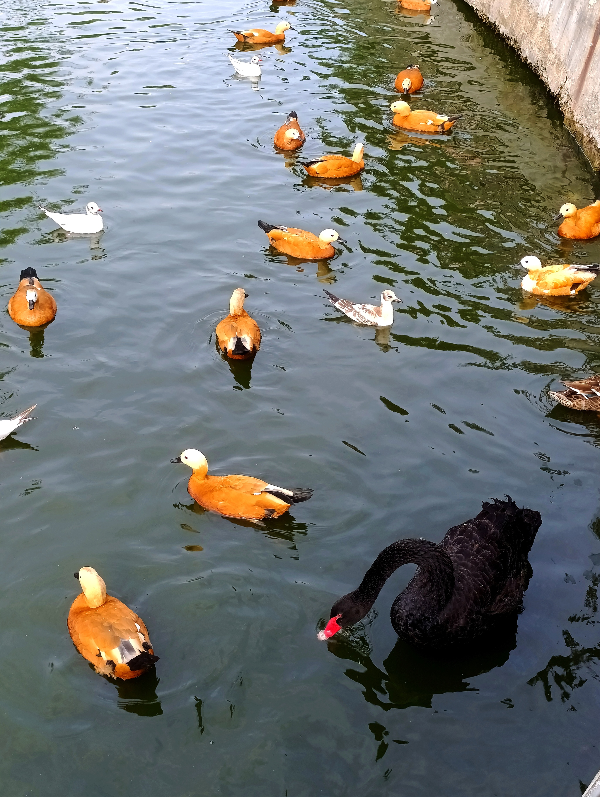 Black Swan - My, Zoo, Moscow Zoo, Black Swan, Swans, Duck, Nature, Animals, The photo, Longpost