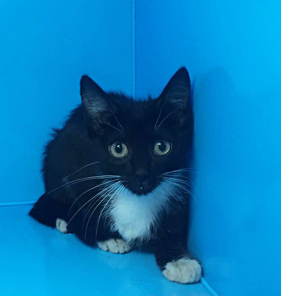 Kitten Mario is looking for an owner who will not betray him again! - In good hands, Kittens, Fluffy, Kindness, Overexposure, Moscow, cat, Pet the cat, Help, Helping animals, Small cats, Cat lovers, Video, Vertical video, Longpost