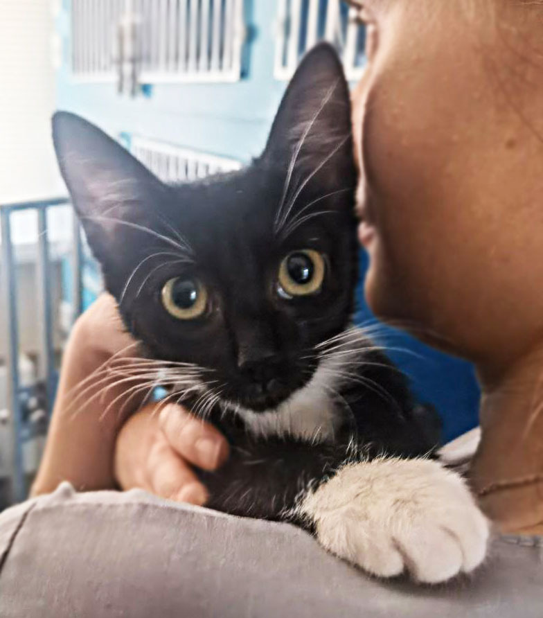 Kitten Mario is looking for an owner who will not betray him again! - In good hands, Kittens, Fluffy, Kindness, Overexposure, Moscow, cat, Pet the cat, Help, Helping animals, Small cats, Cat lovers, Video, Vertical video, Longpost