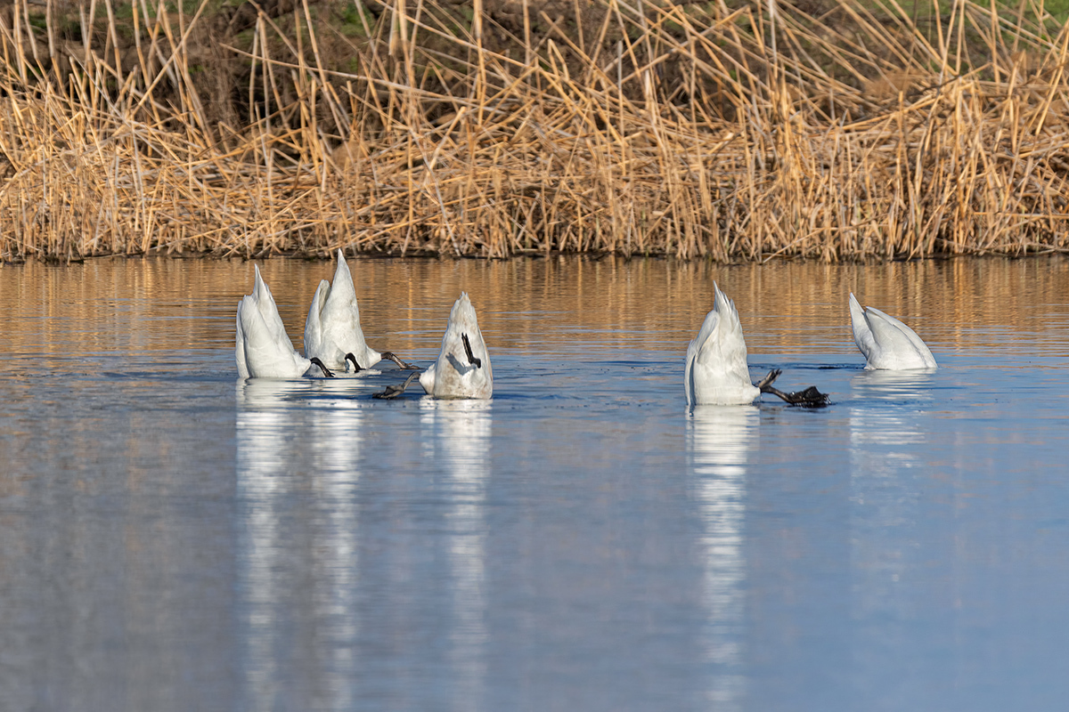 Swans - My, Swans, mute swan, Photo hunting, Ornithology, Ornithology League, Bird watching, The photo