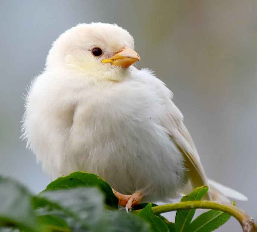 A miracle in feathers: an albino sparrow spotted in Nizhnevartovsk - Sparrow, Albino, Nizhnevartovsk