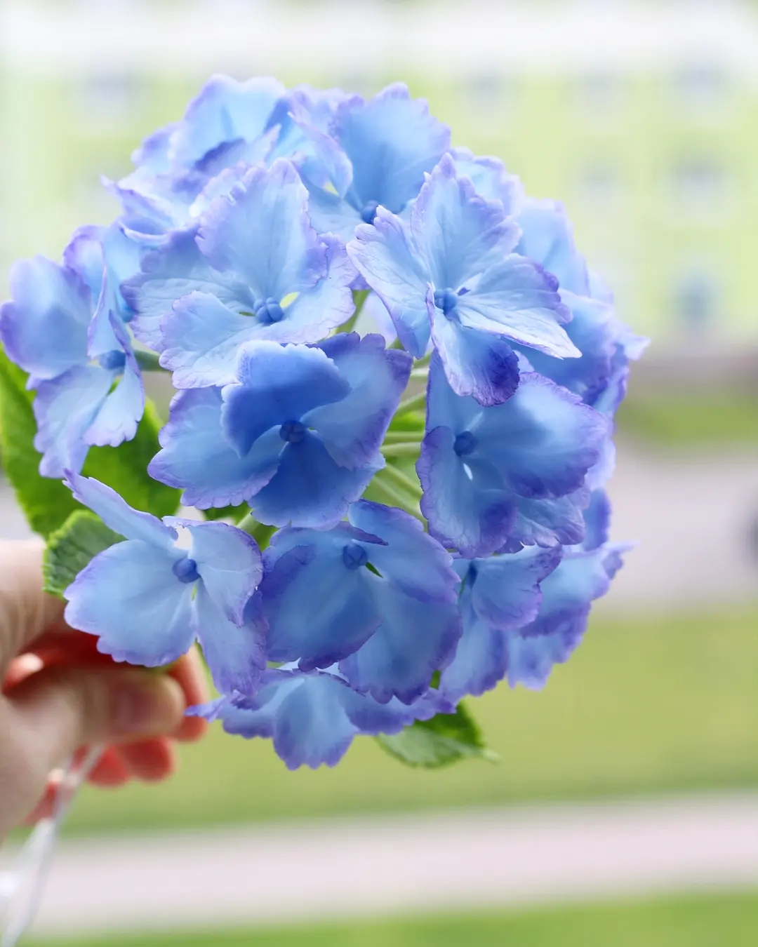 Hydrangea - My, Hydrangeas, Лепка, Polymer floristry, Polymer clay, Cold porcelain, Needlework without process, Flowers, Decor, Interior, Longpost