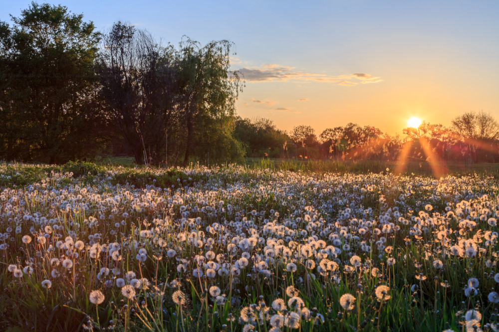 Dandelions in the sun at sunset - My, Sunset, Dandelion, Summer, The photo, Nature, Landscape