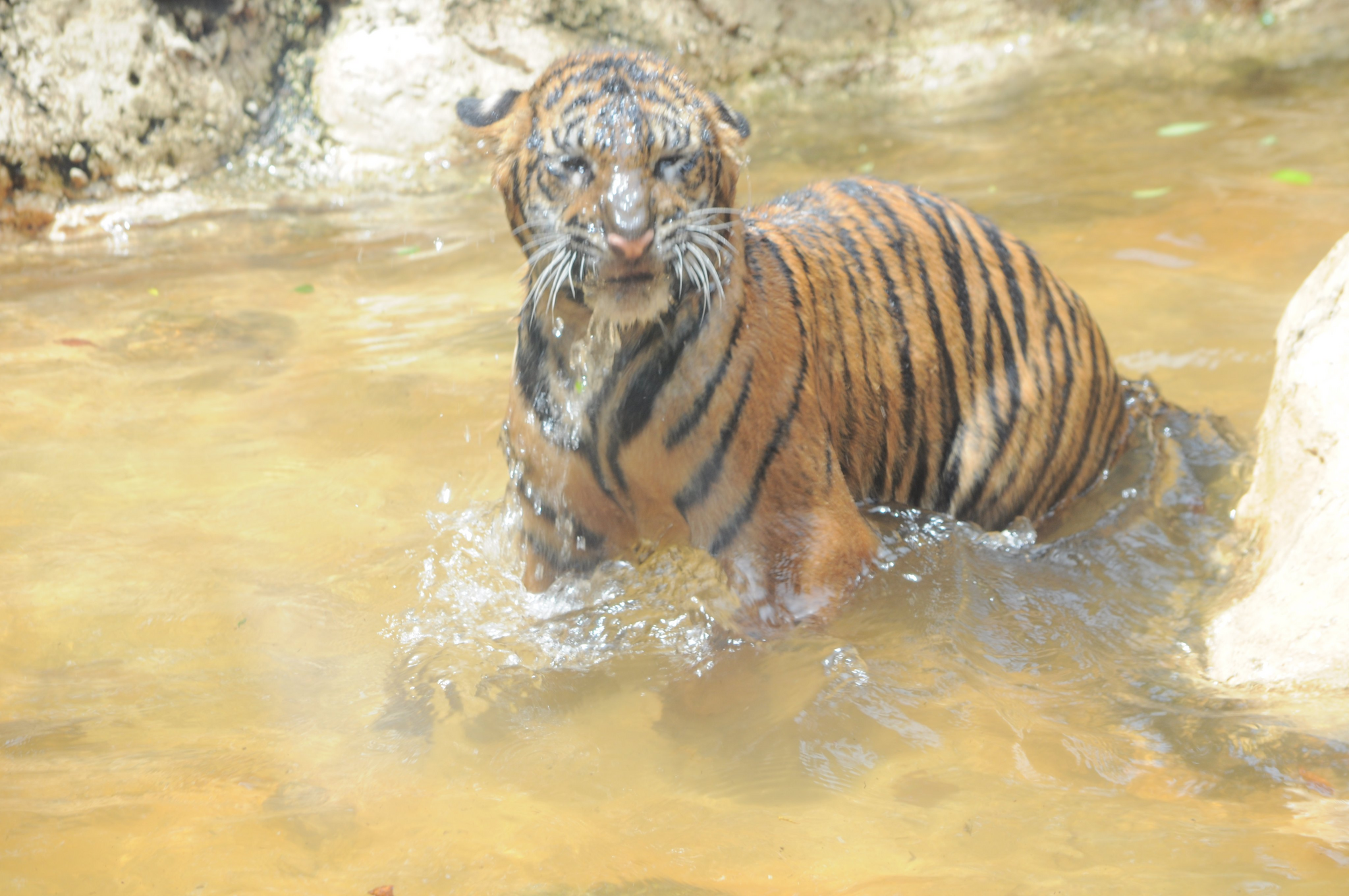 Refreshed - Wild animals, Zoo, Predatory animals, Cat family, Big cats, Young, Tiger, Amur tiger, Water, Water procedures, Longpost