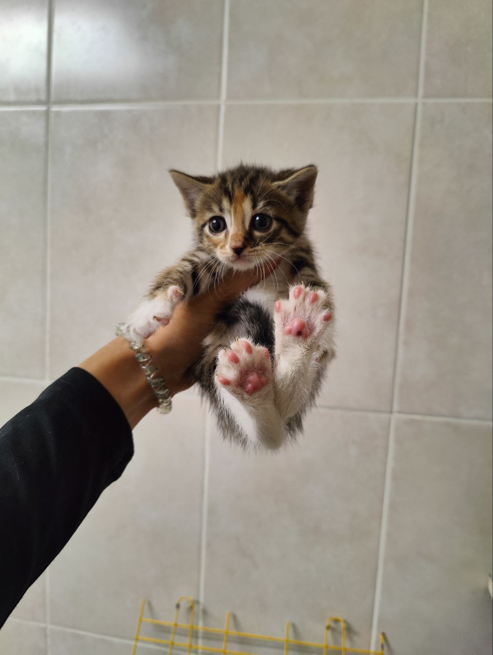 A girl kitten is looking for a home. Treated and will be vaccinated with the first vaccination. St. Petersburg and Leningrad region. Tosno - My, Helping animals, Animal Rescue, cat, Tosno, Saint Petersburg, Leningrad region, No rating, Vertical video, In good hands, Video, Longpost