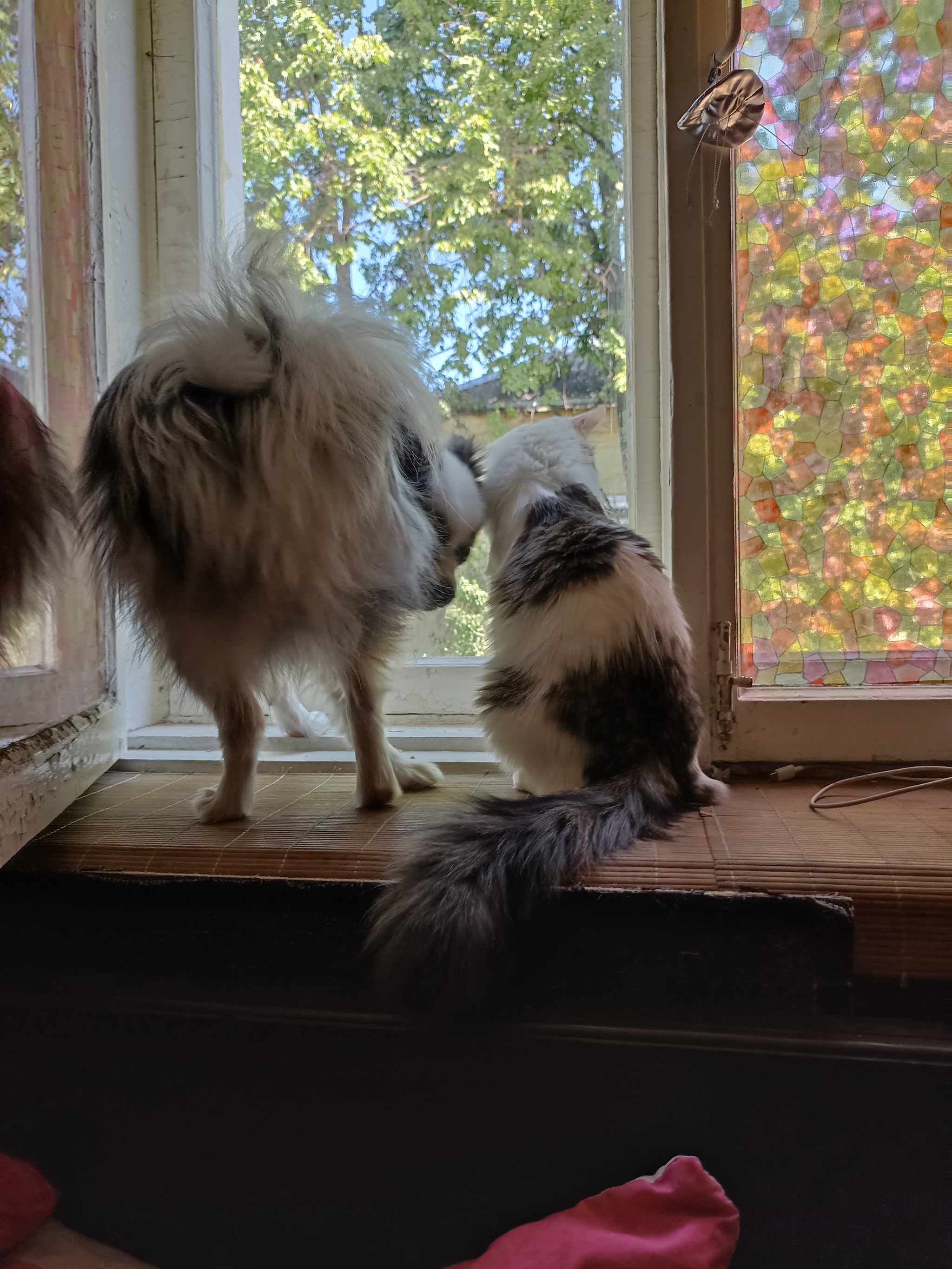 Reply to the post “Did not live up to expectations a little” - My, Dog, cat, Cats and dogs together, Spitz, Video, Longpost, Reply to post