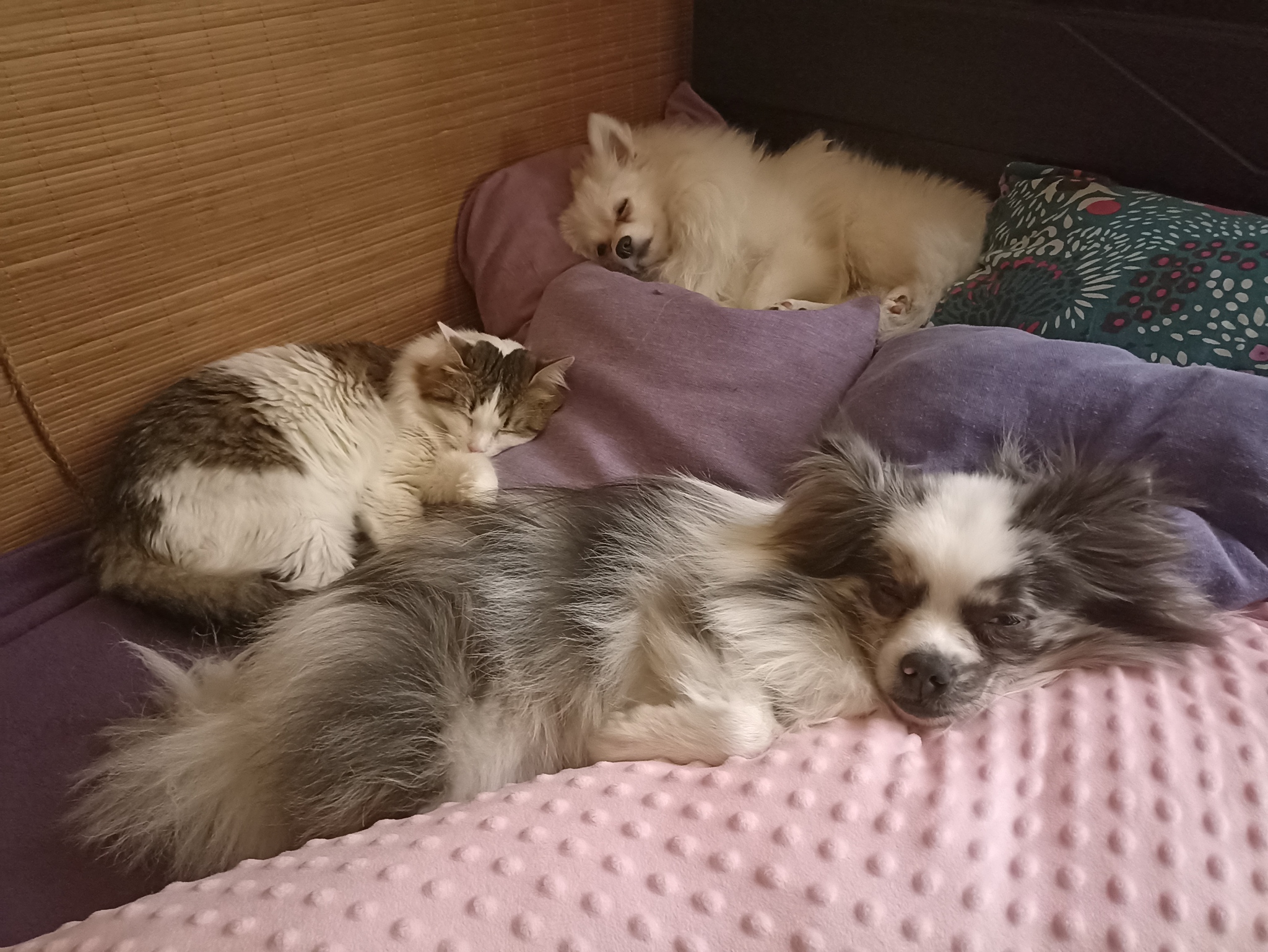 Reply to the post “Did not live up to expectations a little” - My, Dog, cat, Cats and dogs together, Spitz, Video, Longpost, Reply to post