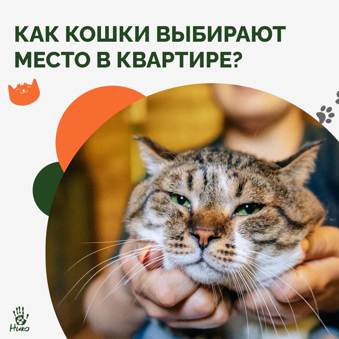 Как котики выбирают любимое место? - Моё, Бездомные животные, Помощь животным, Приют для животных, В добрые руки, Кот, Передержка, Потеряшка, Пушистые, Ветеринария, Котята, Приют, Кошатники, Спасение животных, Трехцветная кошка, Длиннопост