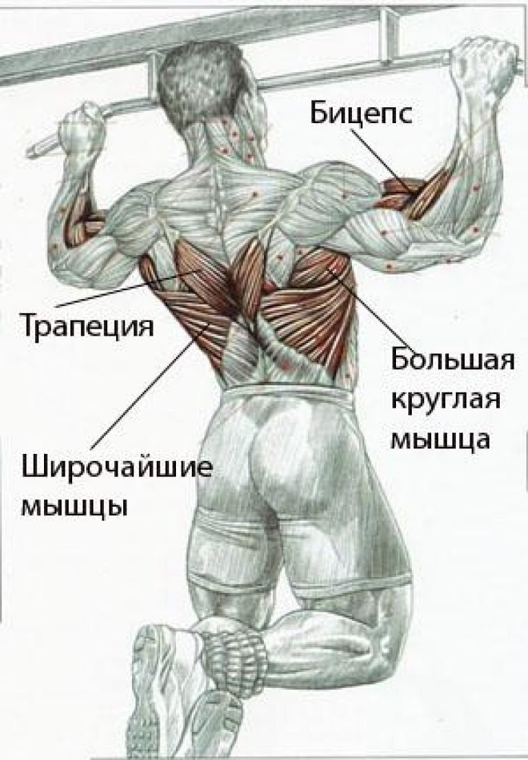 Мышцы спины и как их качать Ч.3 - Тренировка, Тренажерный зал, Спортивные советы, ЗОЖ, Диета, Бодибилдинг, Упражнения, Спортзал, Фитнес, Правильное питание, Питание, Мышцы, Тренер, Похудение, Лишний вес, Спина, Бодибилдеры, Длиннопост