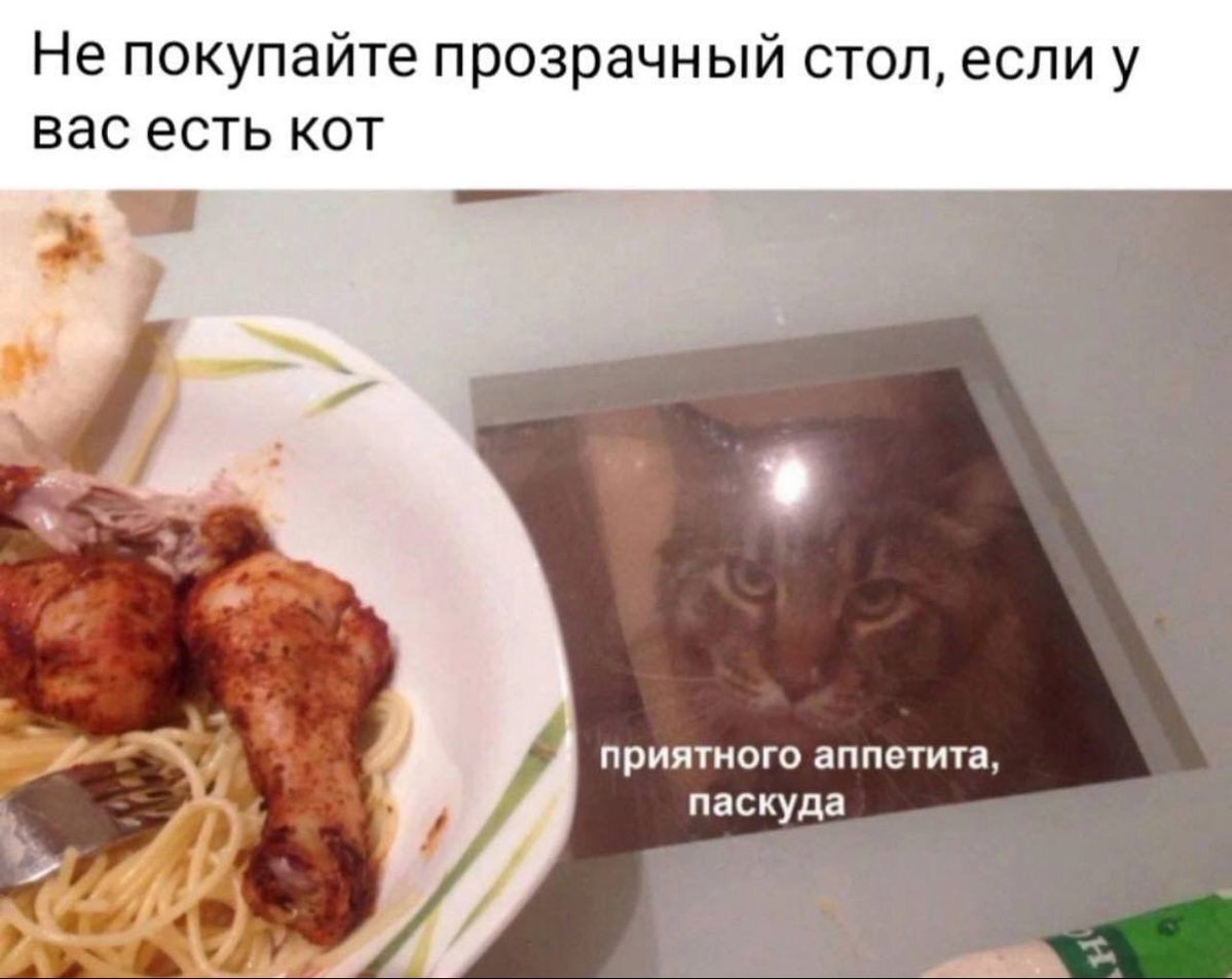 Cat - Humor, Picture with text, Memes, cat, Glass, Food, Repeat