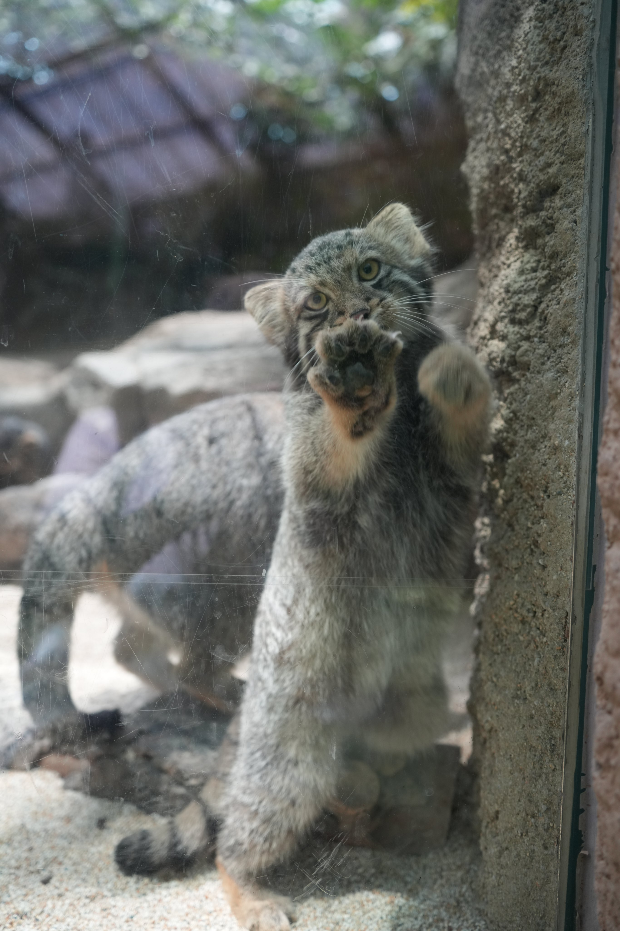 I'm letting you go on Friday... - Wild animals, Zoo, Predatory animals, Cat family, Pallas' cat, Small cats, Young, Longpost