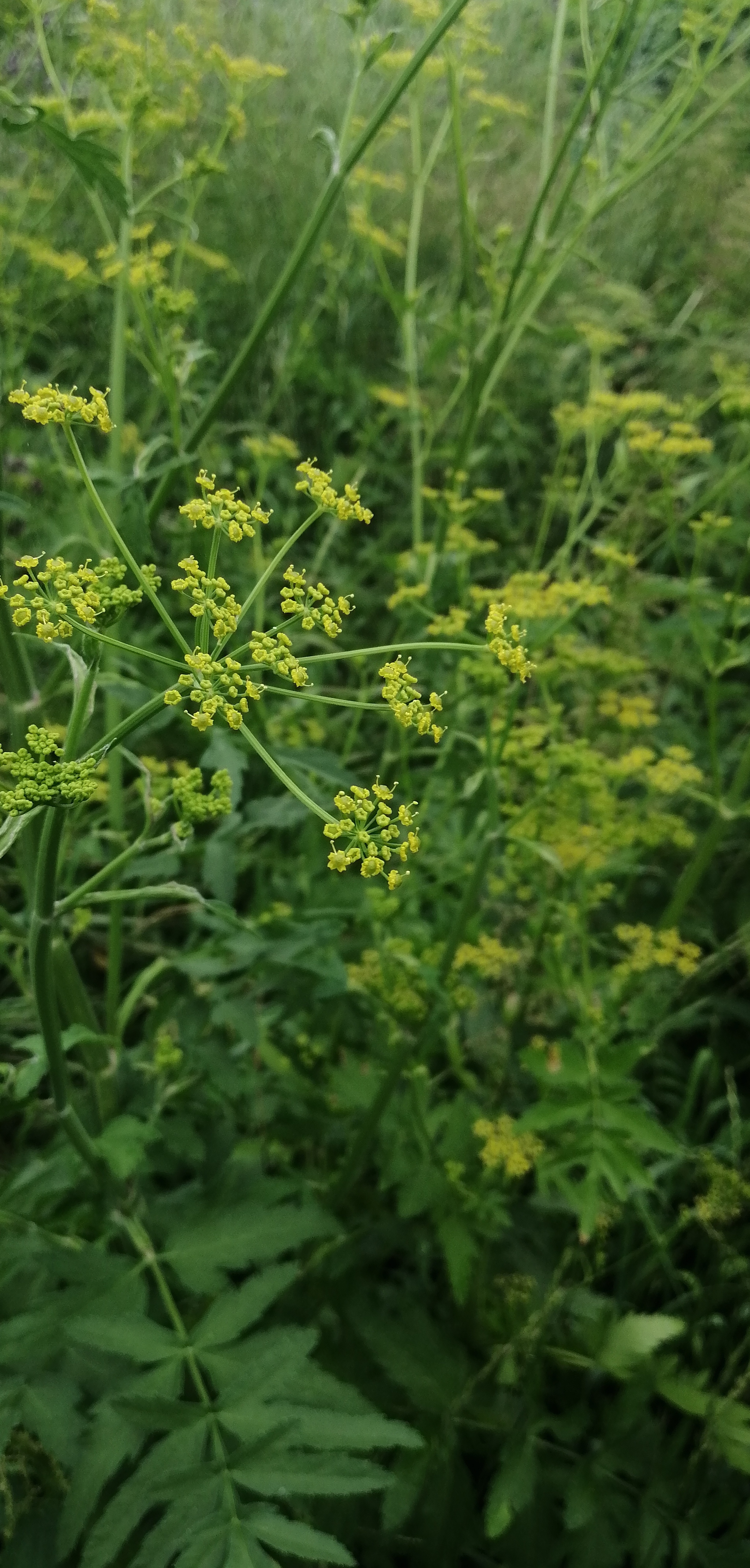 Hog parsnip??? - My, Hogweed, Pasternak sowing, Weeds, Village, Longpost