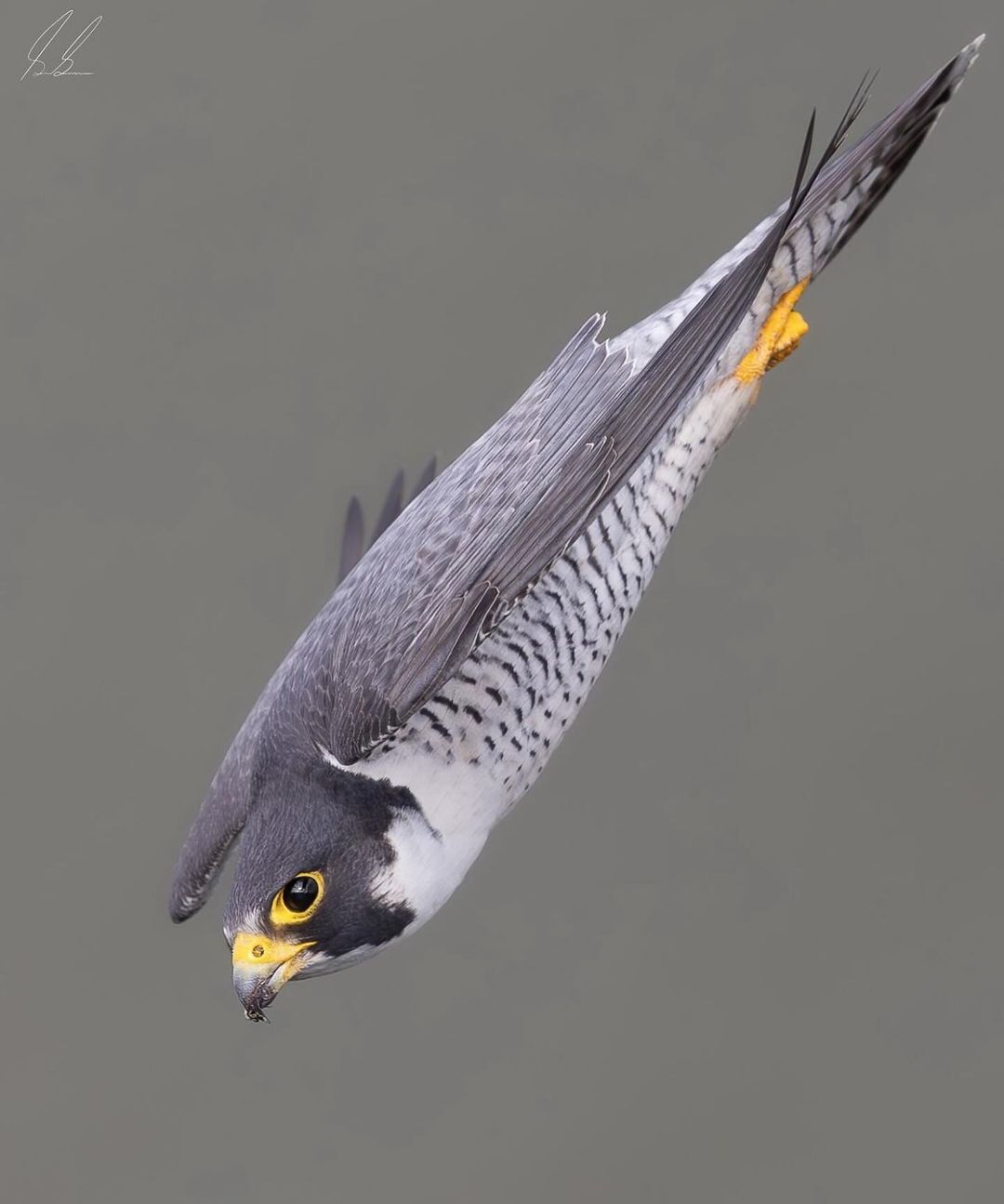 Peregrine Falcon - Peregrine falcon, Falcon, Birds, Predator birds, Wild animals, wildlife, North America, The photo