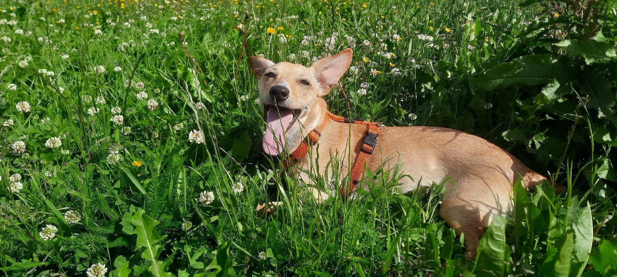 How I wanted staff, but in the end it turned out to be Dory.) - Dog, Longpost, Dachshund, Help