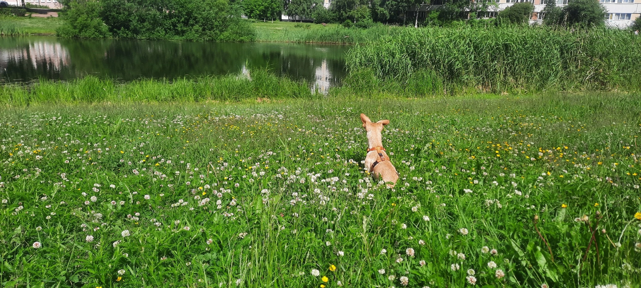 How I wanted staff, but in the end it turned out to be Dory.) - Dog, Longpost, Dachshund, Help