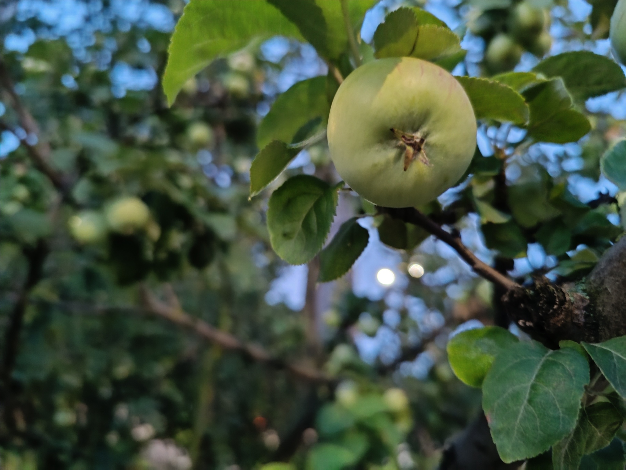 What does the May frost have to do with it? - My, Saint Petersburg, Apples, Apple tree, Frost