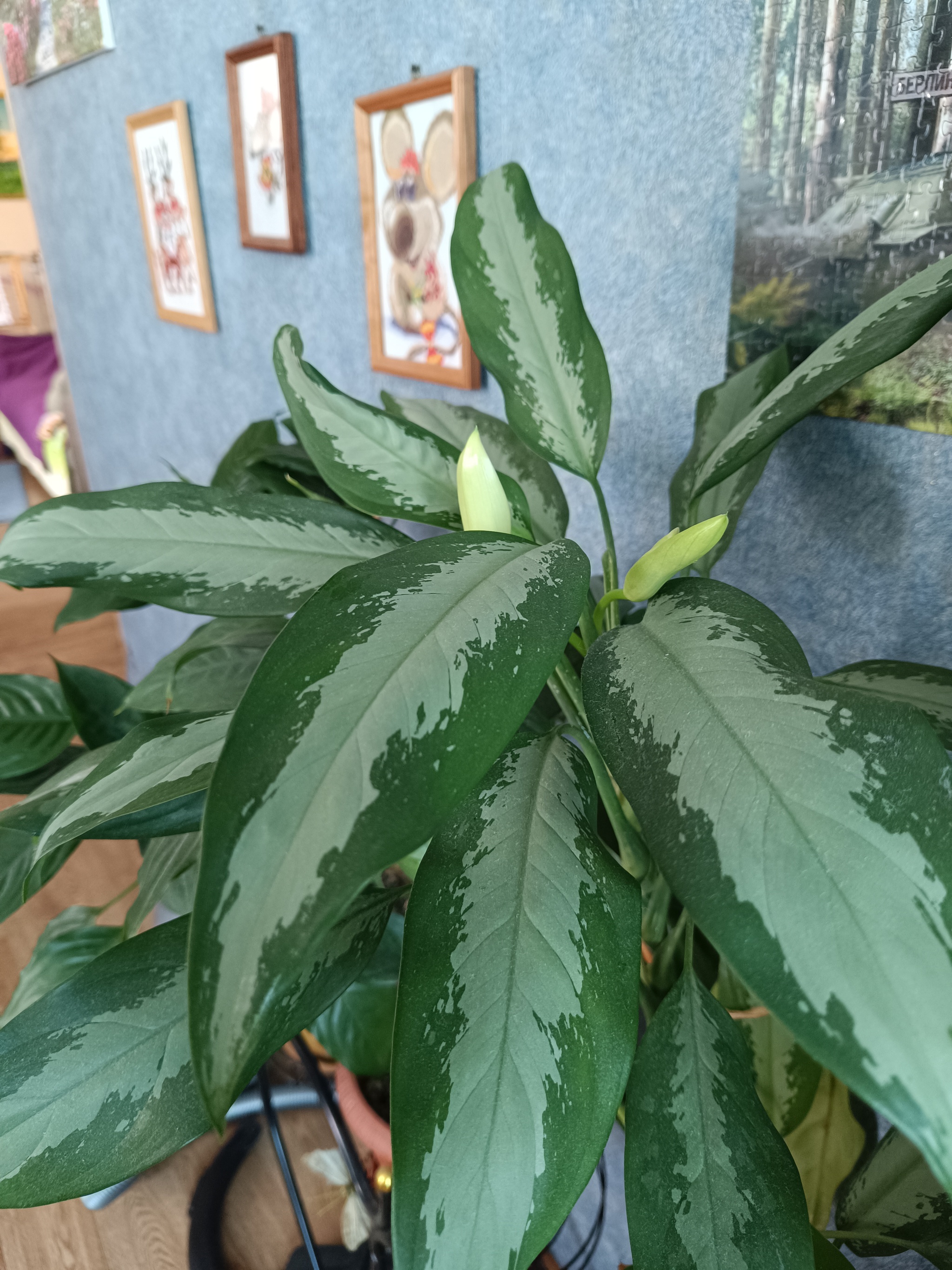 Some flower grows and blooms once every four years. What kind of flower is this, who knows? - Gardening, Flowers, Houseplants, Longpost, The photo