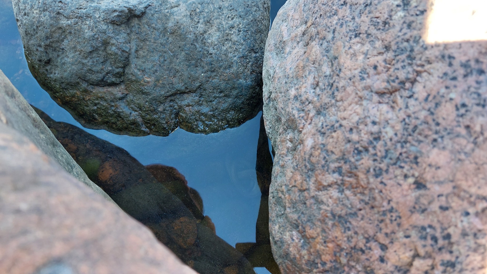 Help identify a waterfowl snake - Leningrad region, Snake, Wild animals, The Gulf of Finland