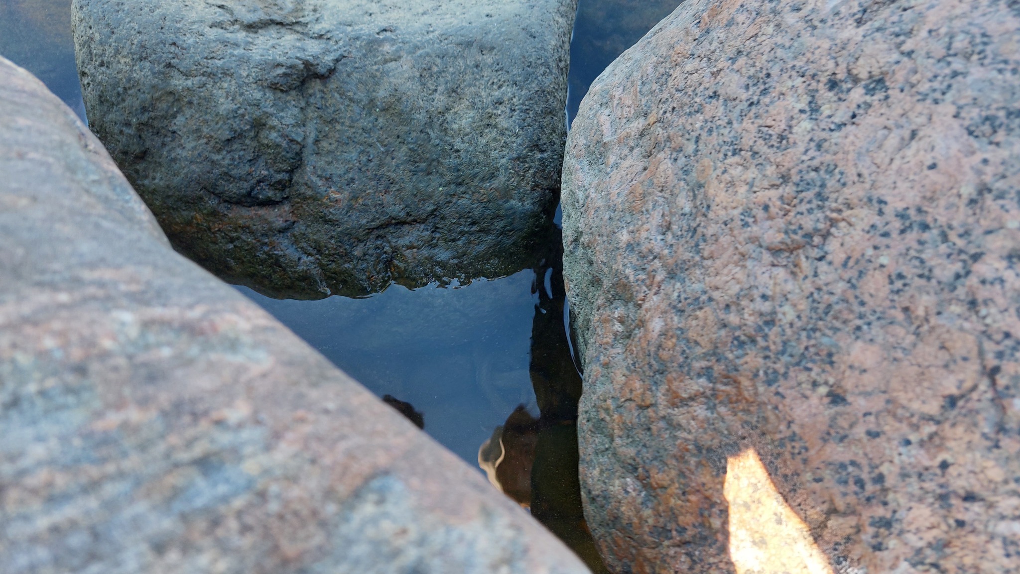 Help identify a waterfowl snake - Leningrad region, Snake, Wild animals, The Gulf of Finland