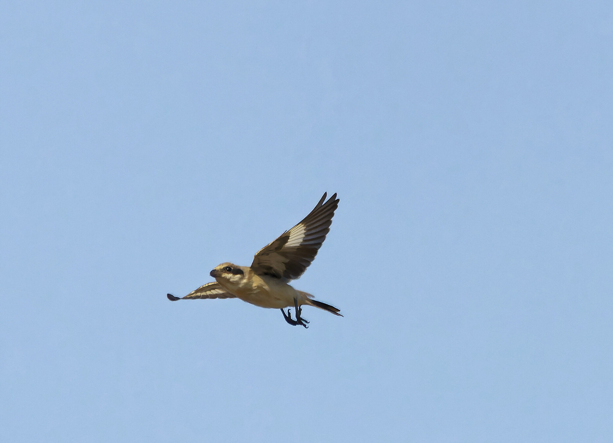 How timid - My, Photo hunting, The nature of Russia, Birds, Summer, Vacation, Steppe, Nature, LPR, Donbass, wildlife, Bird watching