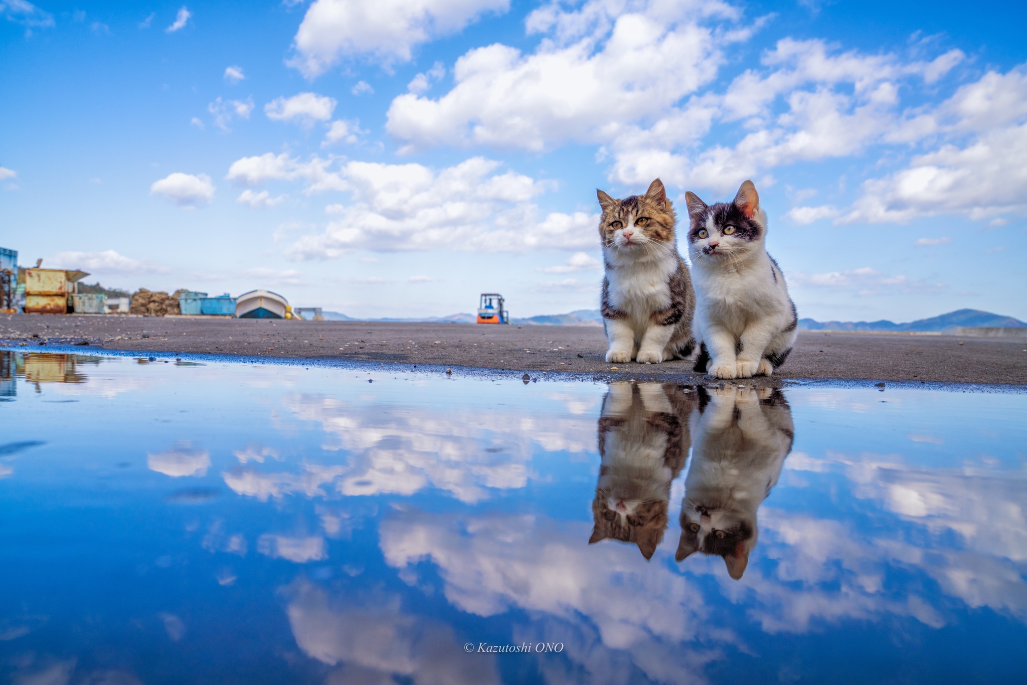 Four - cat, Paws, Kittens, Reflection