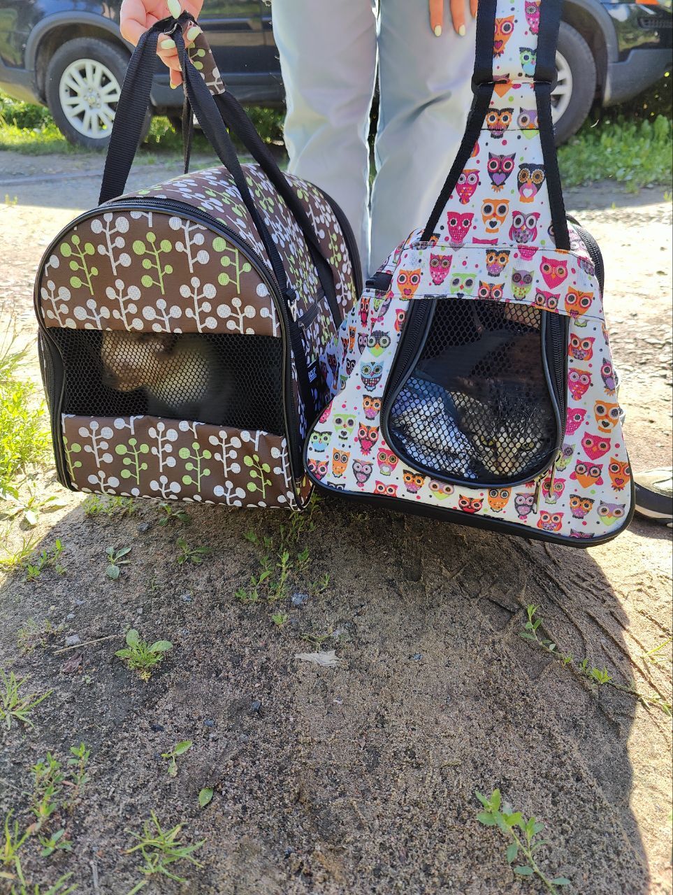 734 and 735 tails found their homes. Thai and Polosatkin are going to their new home right now - My, cat, Found a home, Tosno, Saint Petersburg, Vertical video, Pick-up headphones, Video, Longpost