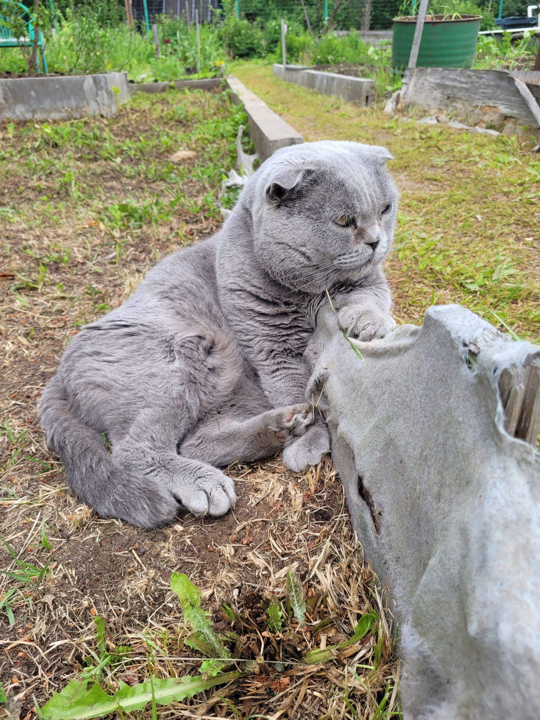 Мой любимый Директрянский кот - Моё, Кот, Директор, Животные